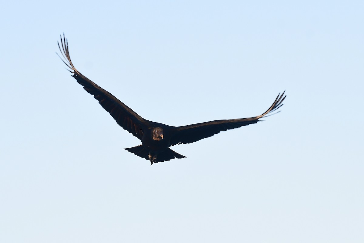 Black Vulture - ML652139198