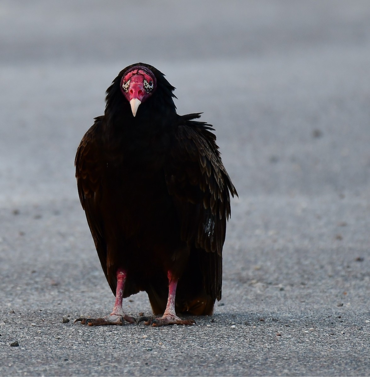 Turkey Vulture - ML652139211