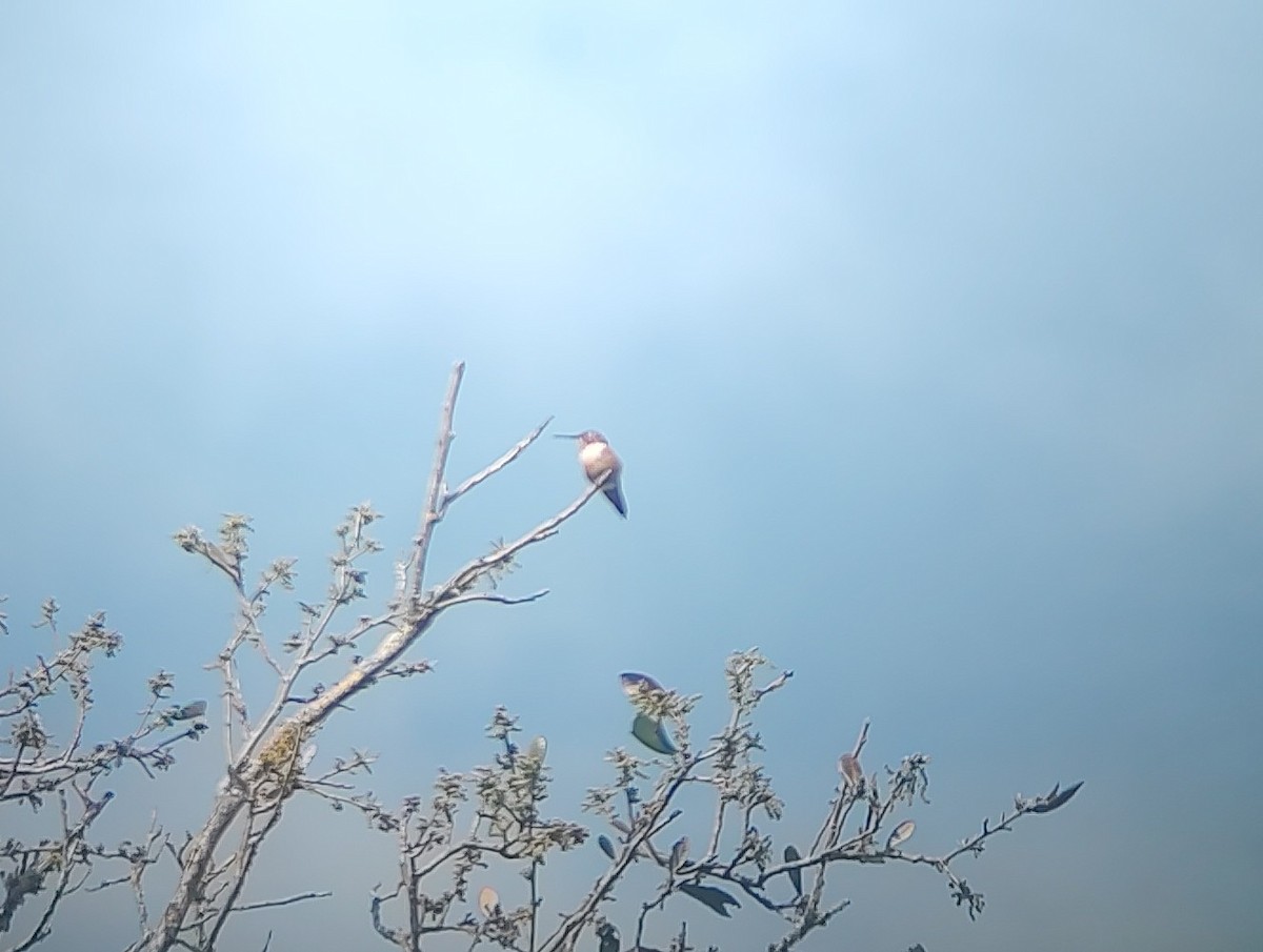 Rufous Hummingbird - ML652139215