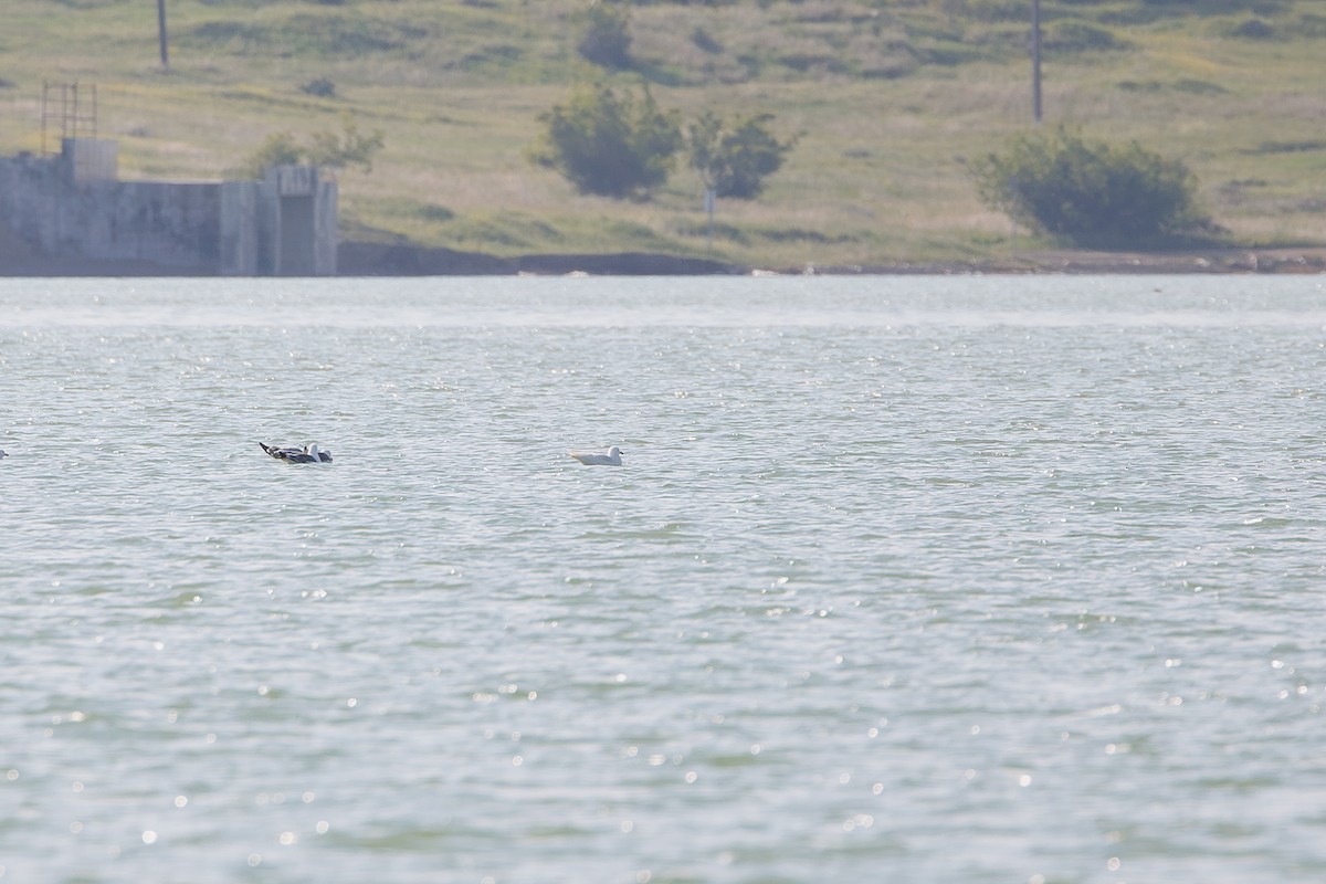 Armenian Gull - ML652139603