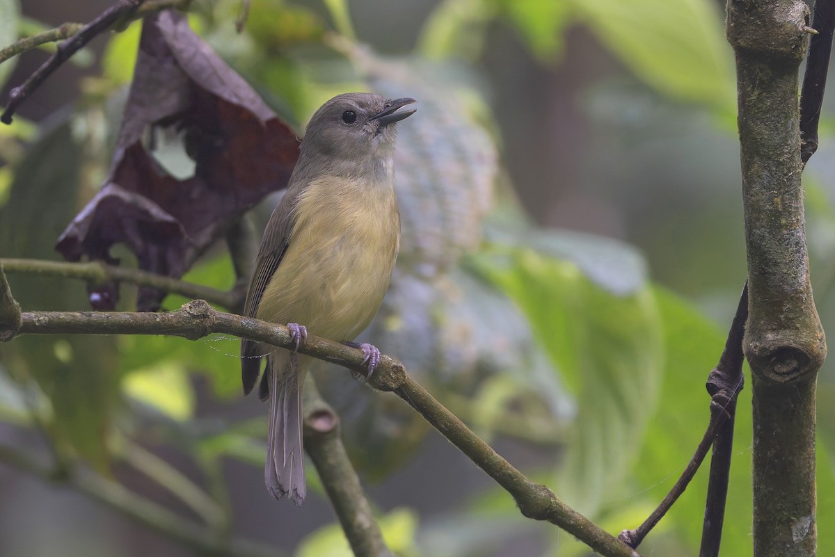 Віреон гірський - ML652139609