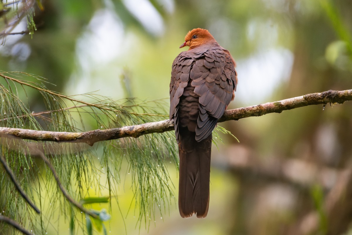 Philippine Cuckoo-Dove - ML652139746