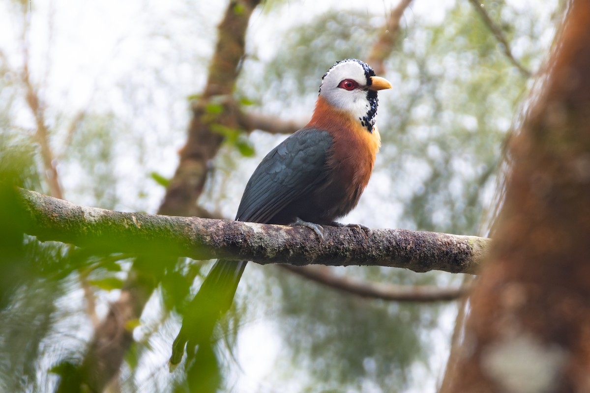 Scale-feathered Malkoha - ML652139750