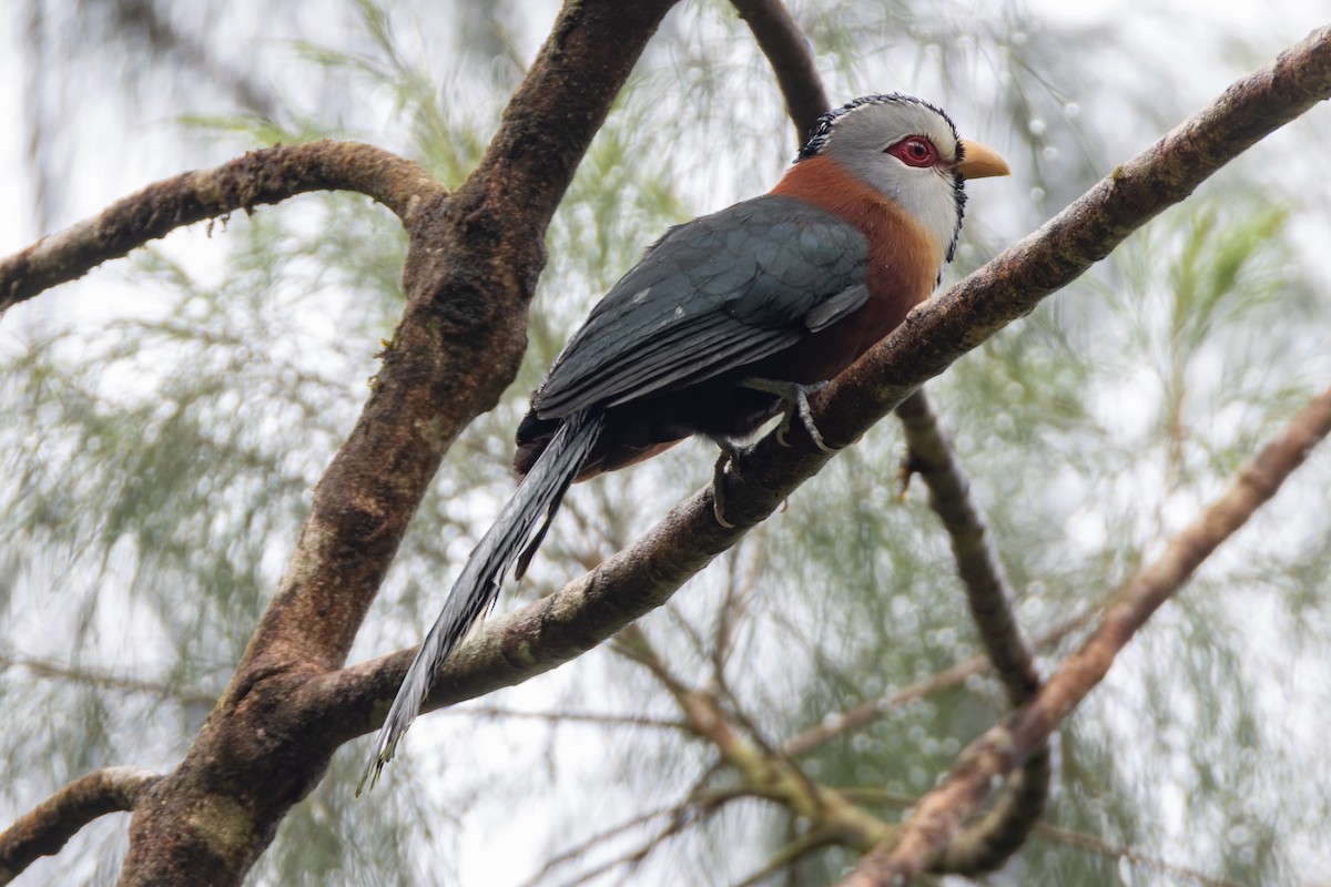 Scale-feathered Malkoha - ML652139751