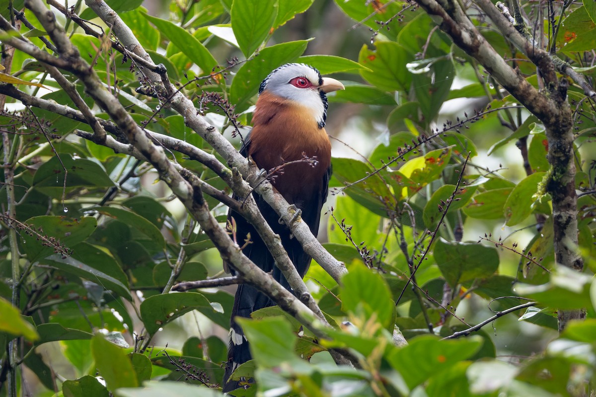 Scale-feathered Malkoha - ML652139752