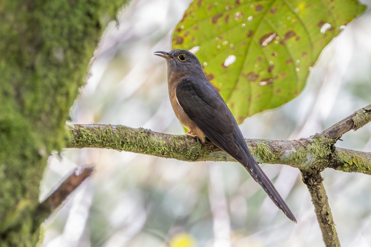 Sunda Brush Cuckoo - ML652139755