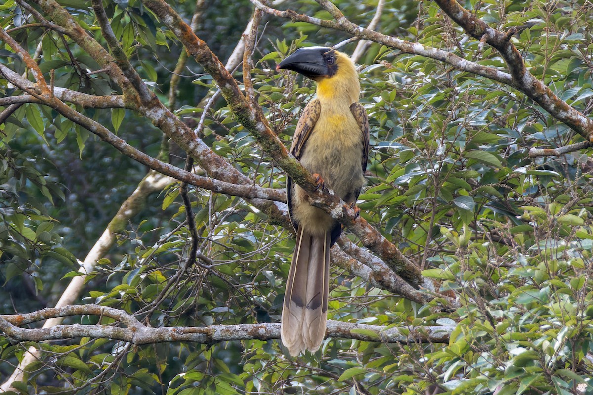 Rufous Hornbill - ML652139758
