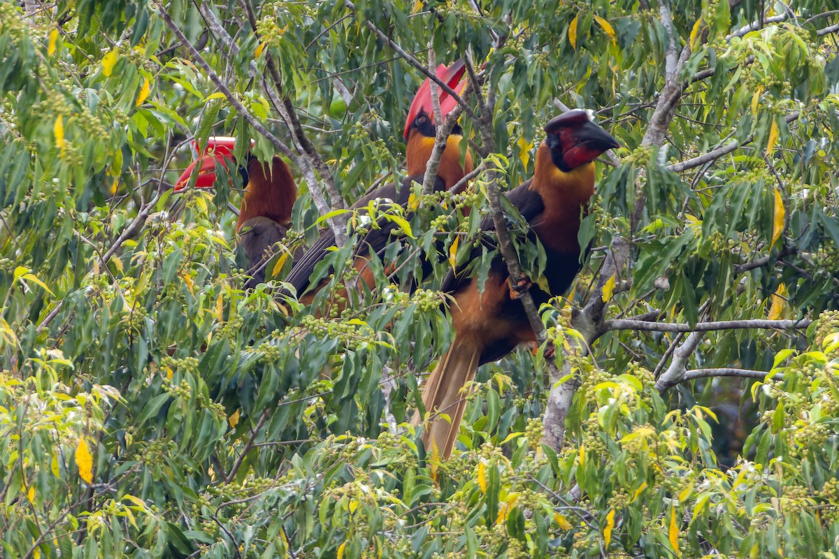 Rufous Hornbill - ML652139759