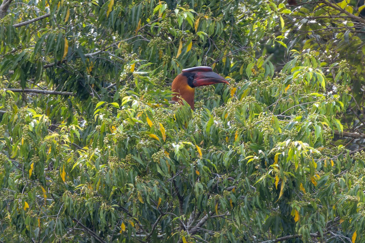 Rufous Hornbill - ML652139760