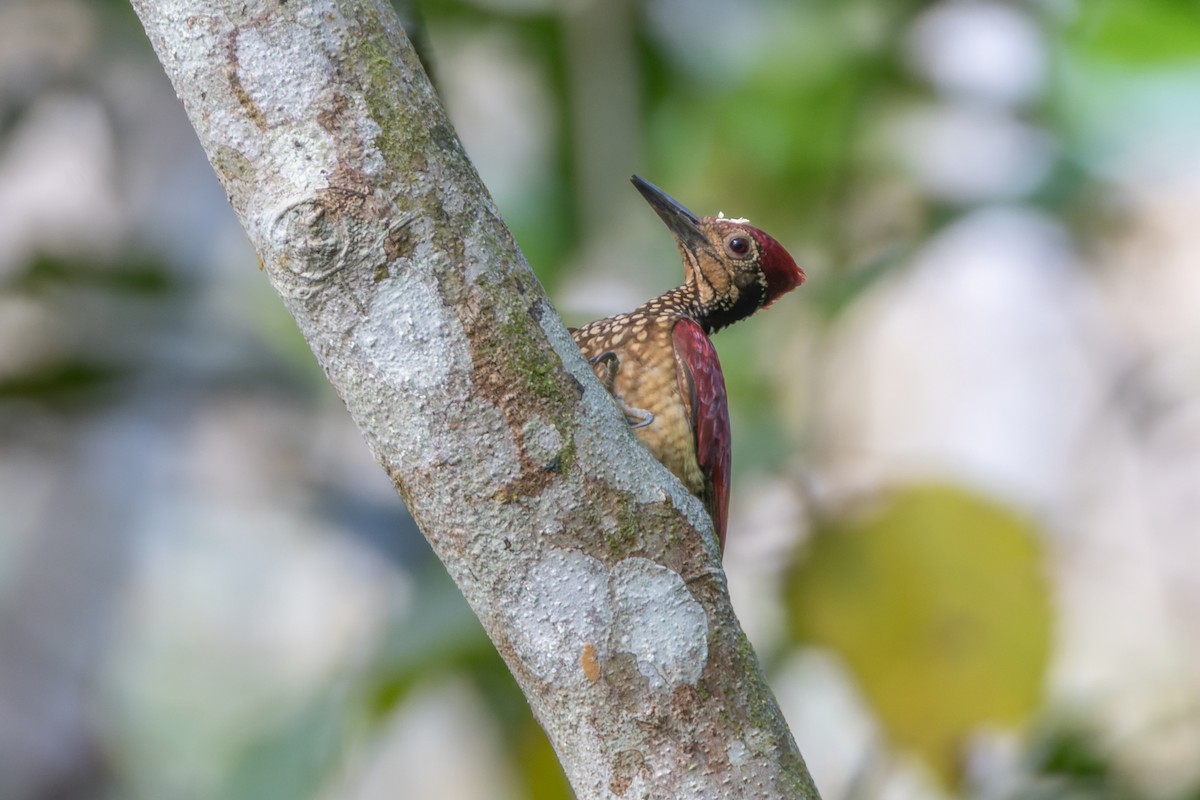 Luzon Flameback - ML652139768