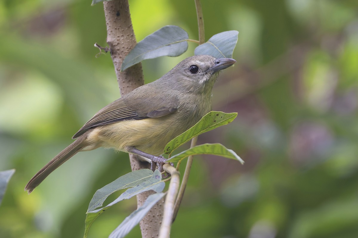 Віреон гірський - ML652139772