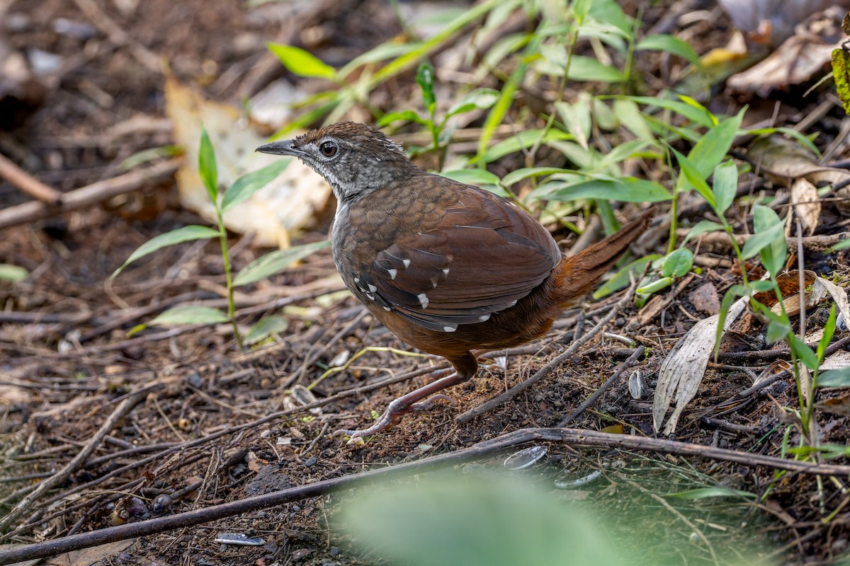 Bicol Ground-Warbler - ML652139775