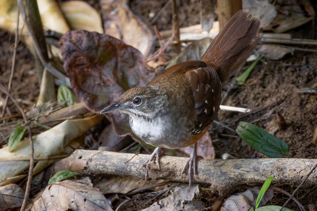 Bicol Ground-Warbler - ML652139776