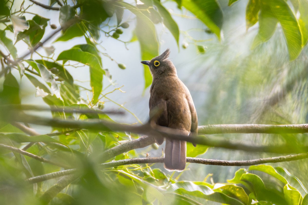 Yellow-wattled Bulbul - ML652139782
