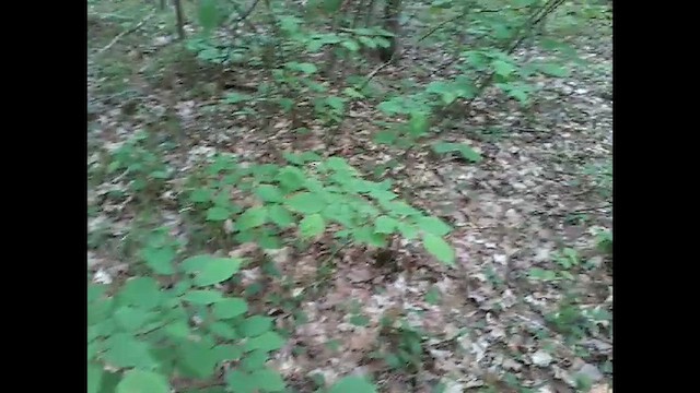 Смугастоволець оливковий - ML652139783