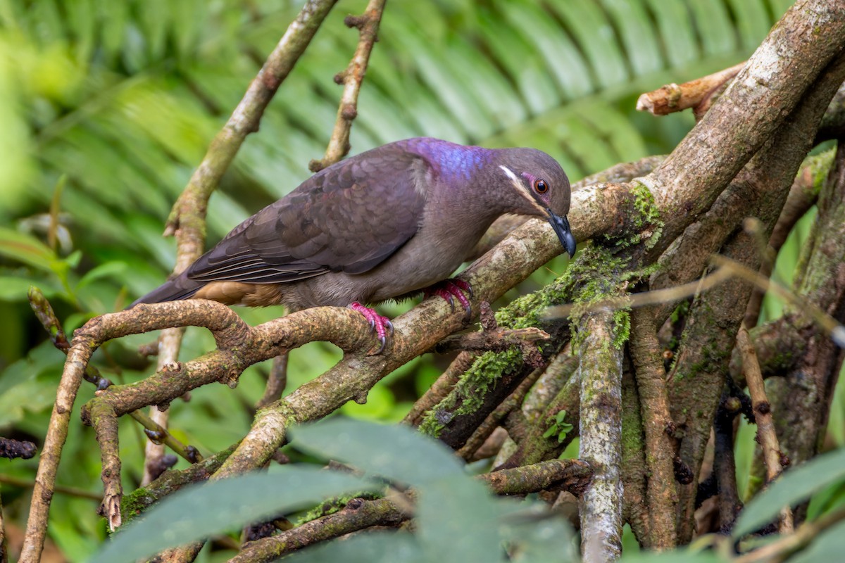 Amethyst Brown-Dove - ML652139829