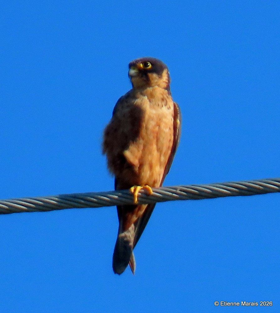 ostříž africký - ML652139995