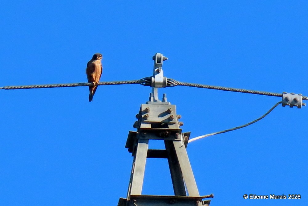 ostříž africký - ML652139996