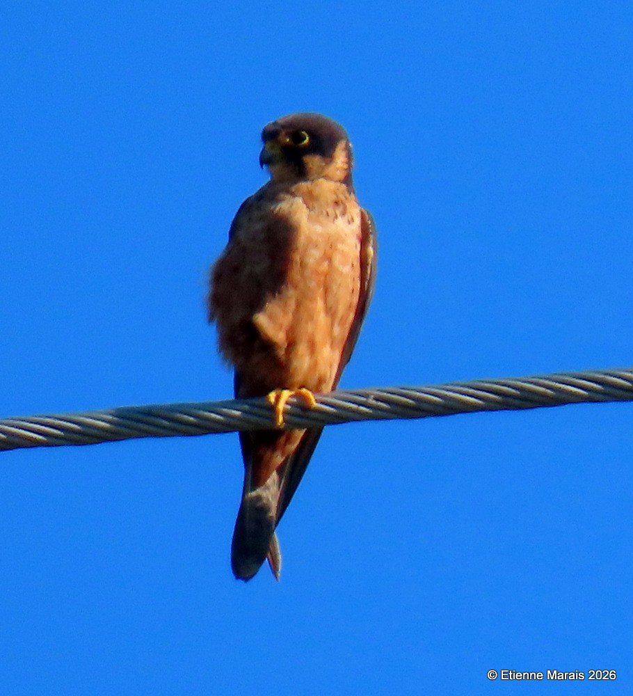 ostříž africký - ML652139997