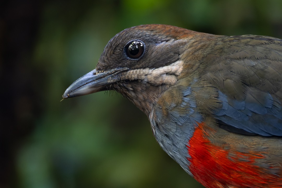 Whiskered Pitta - ML652140010