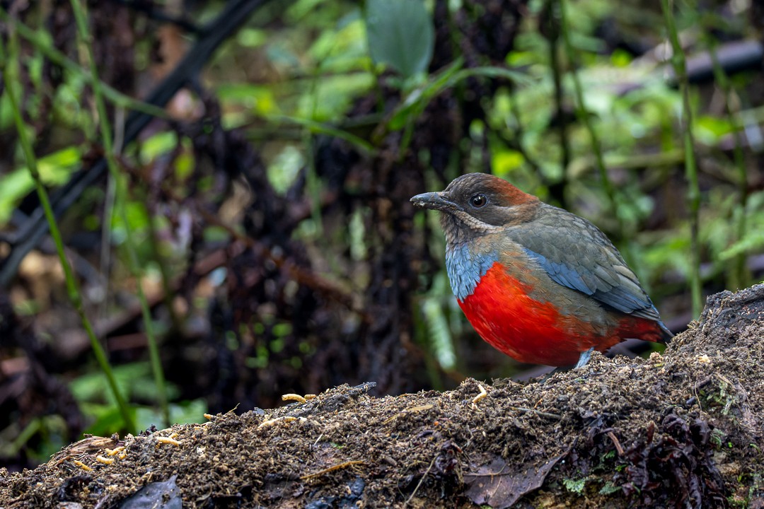 Whiskered Pitta - ML652140011