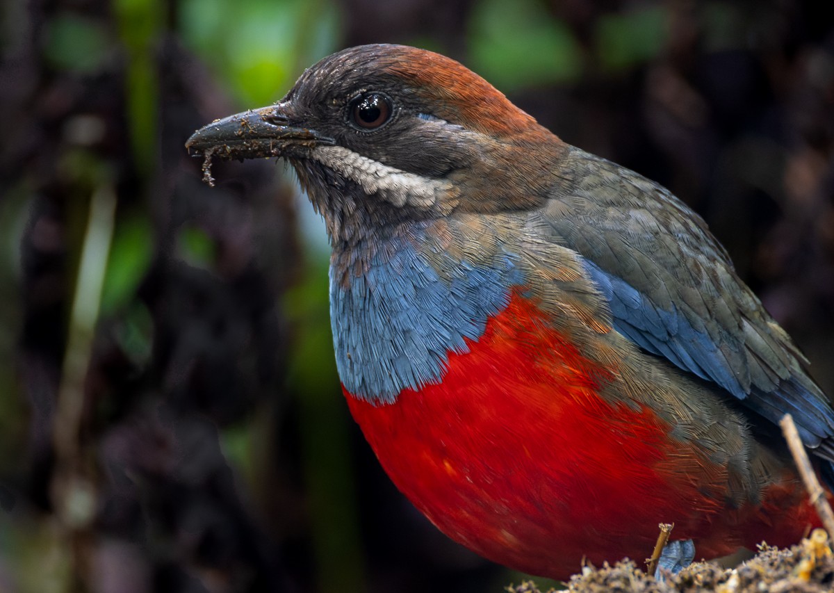 Whiskered Pitta - ML652140012