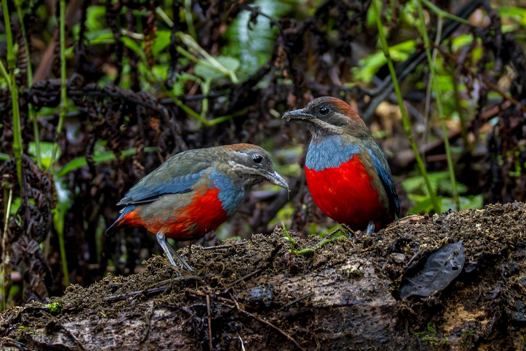 Whiskered Pitta - ML652140014