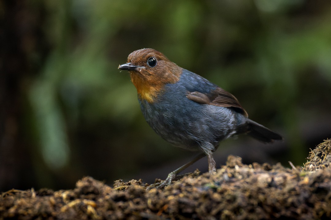 Philippine Shortwing - ML652140018