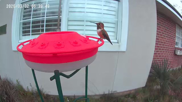 Rufous Hummingbird - ML652140110