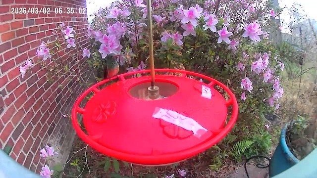 Buff-bellied Hummingbird - ML652140123