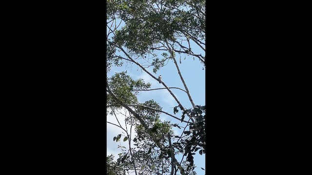 Great Potoo - ML652140150