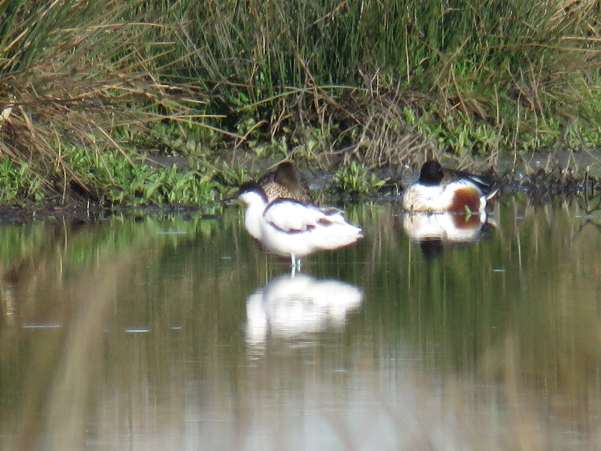 Abozeta kaskabeltza - ML652140459