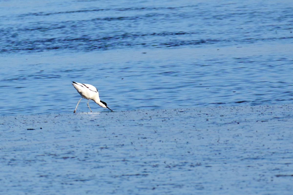 Abozeta kaskabeltza - ML652140624