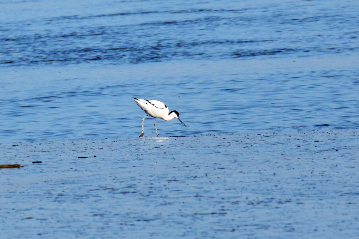 Abozeta kaskabeltza - ML652140628