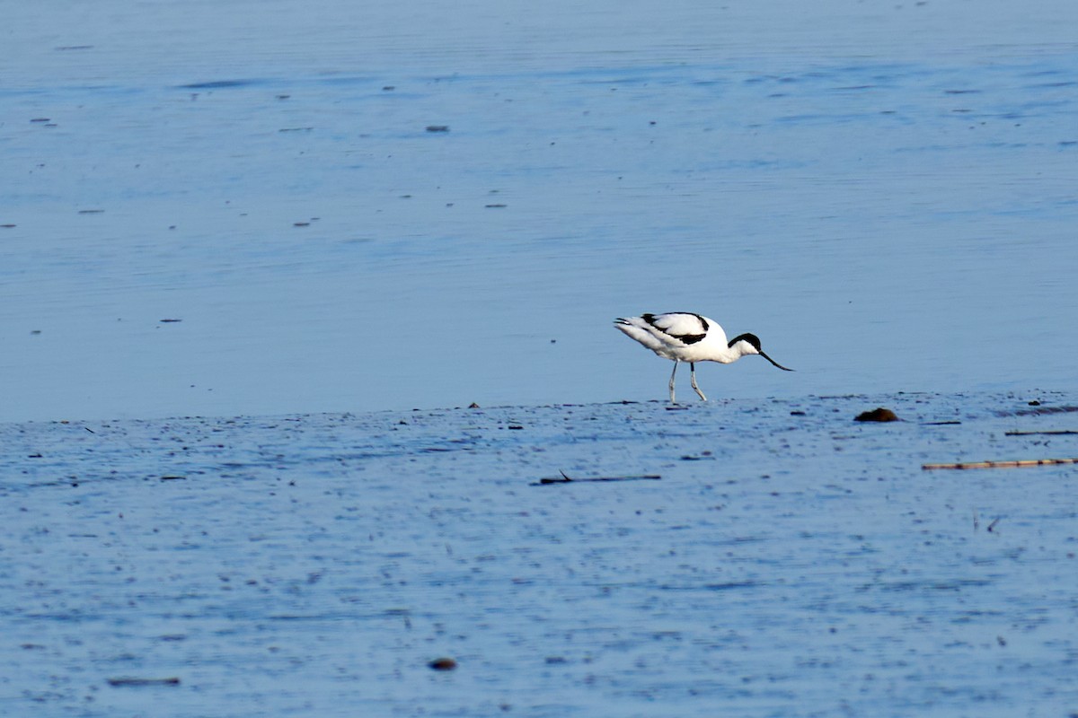 Abozeta kaskabeltza - ML652140636