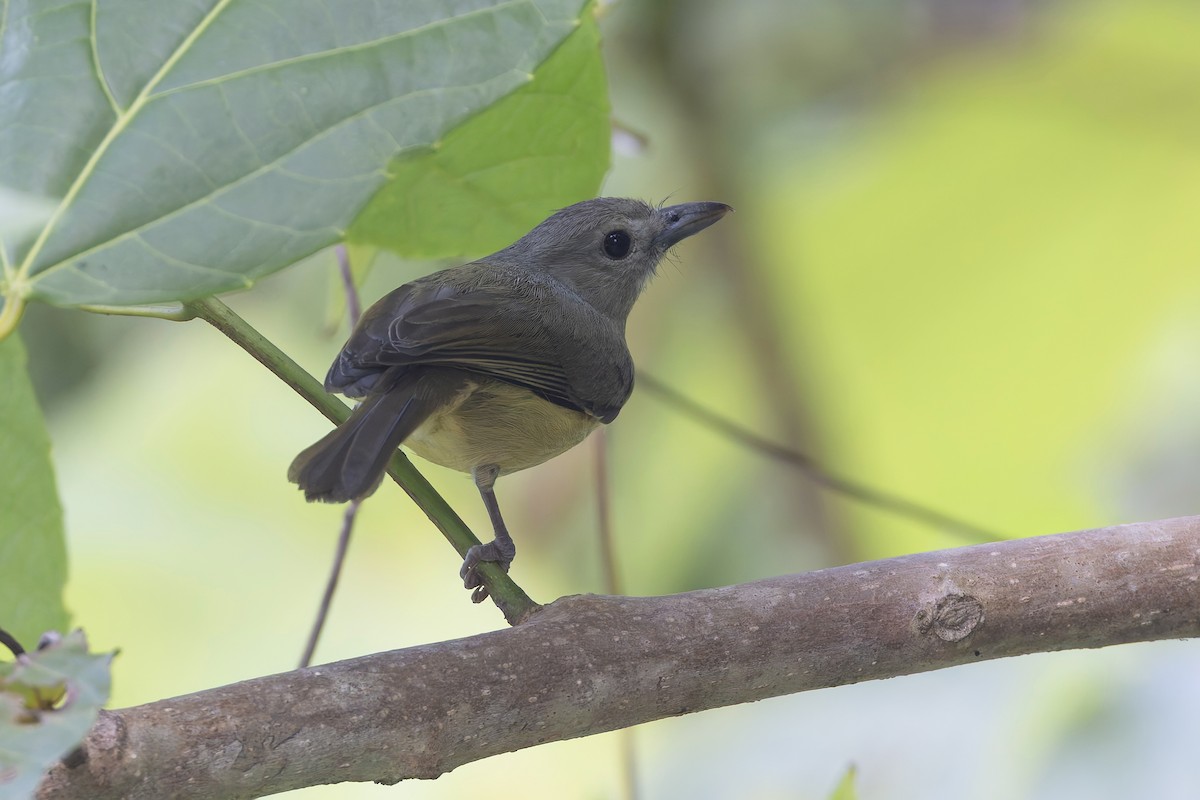Віреон гірський - ML652140660