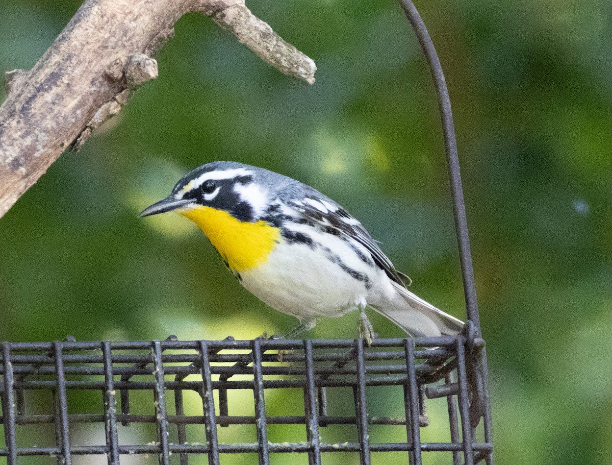 Yellow-throated Warbler - ML652140675