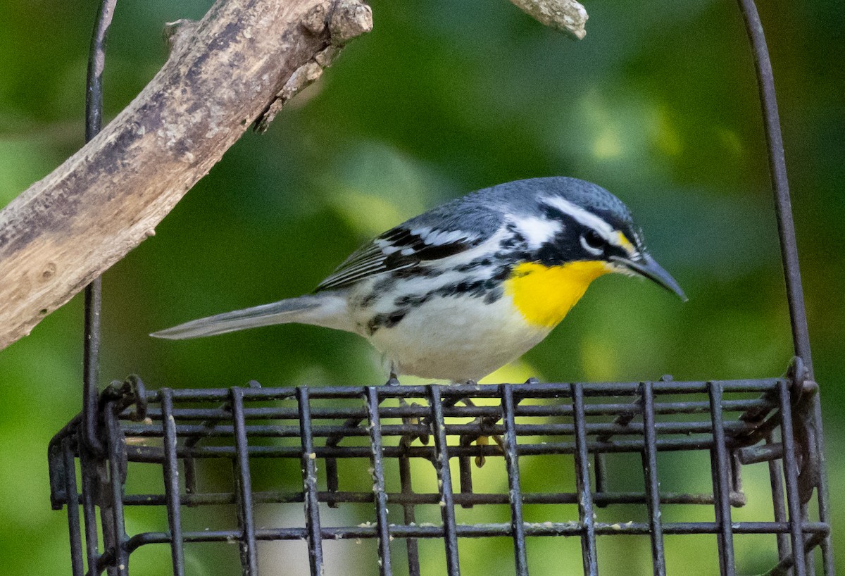 Yellow-throated Warbler - ML652140686