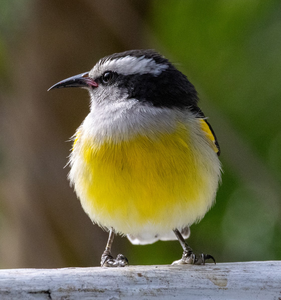 Bananaquit (Bahamas) - ML652140706