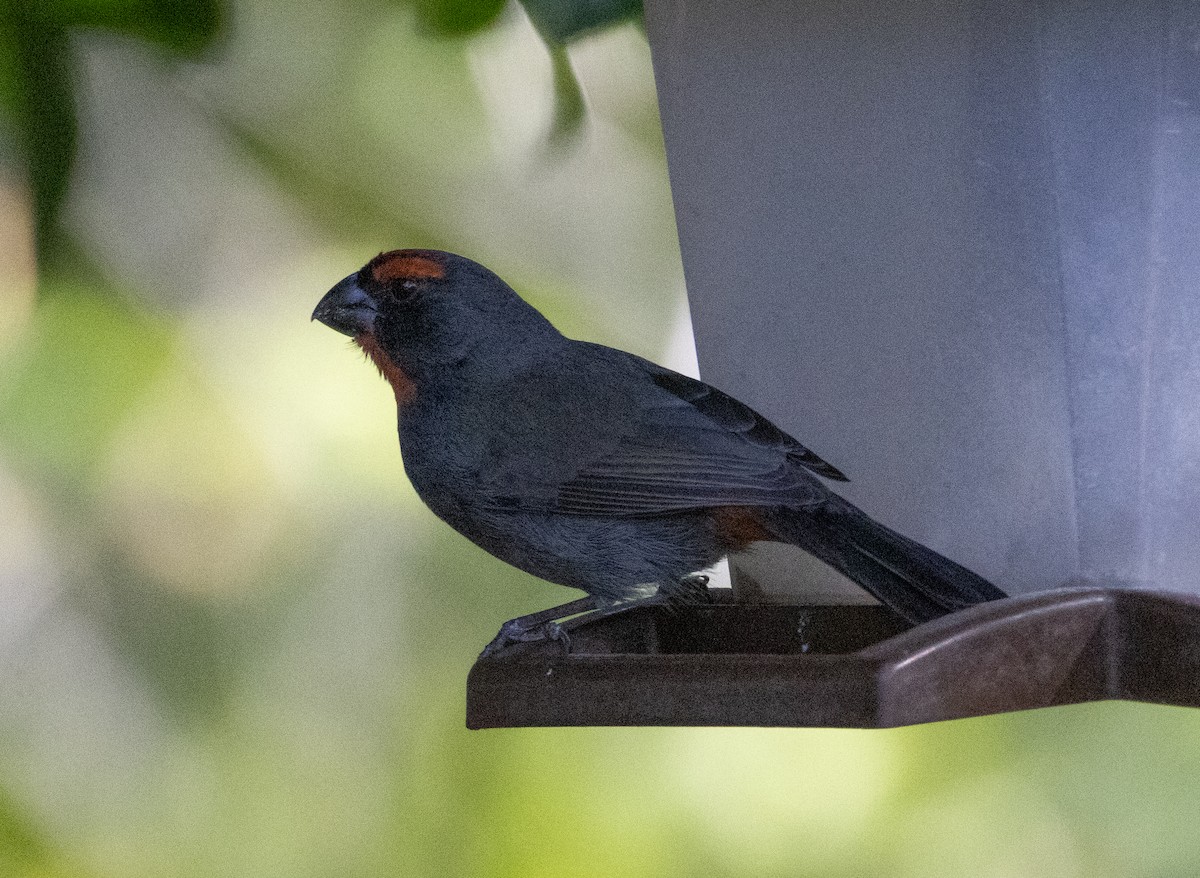 Greater Antillean Bullfinch - ML652140711