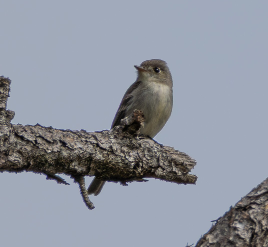 Cuban Pewee - ML652140723