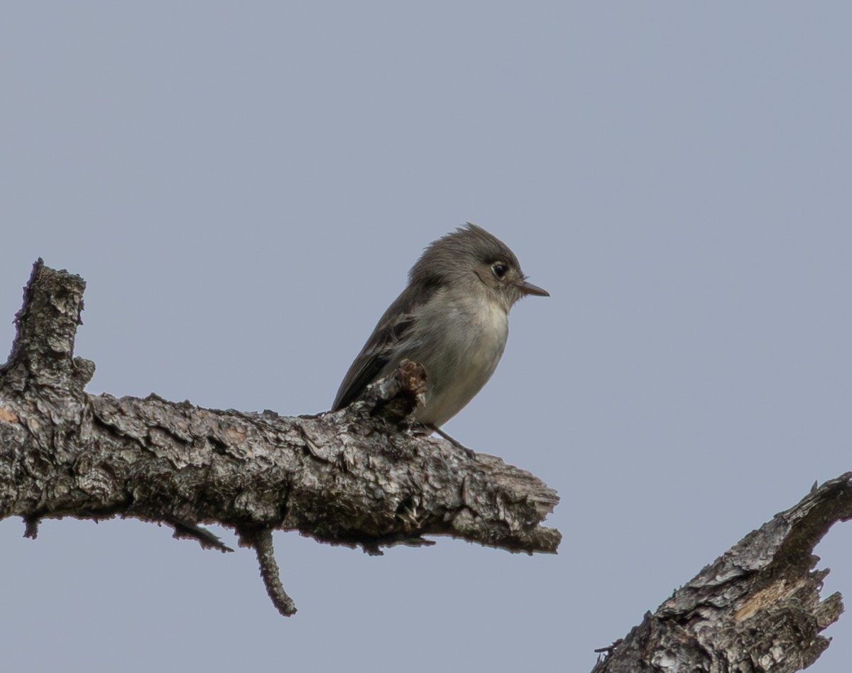 Cuban Pewee - ML652140724