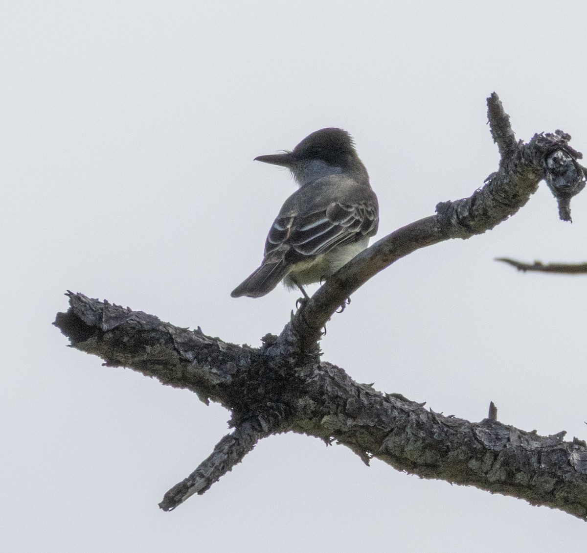 Loggerhead Kingbird - ML652140734