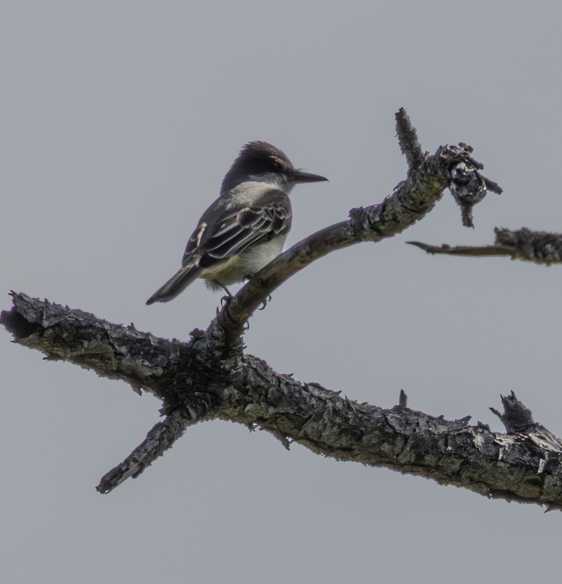 Loggerhead Kingbird - ML652140735