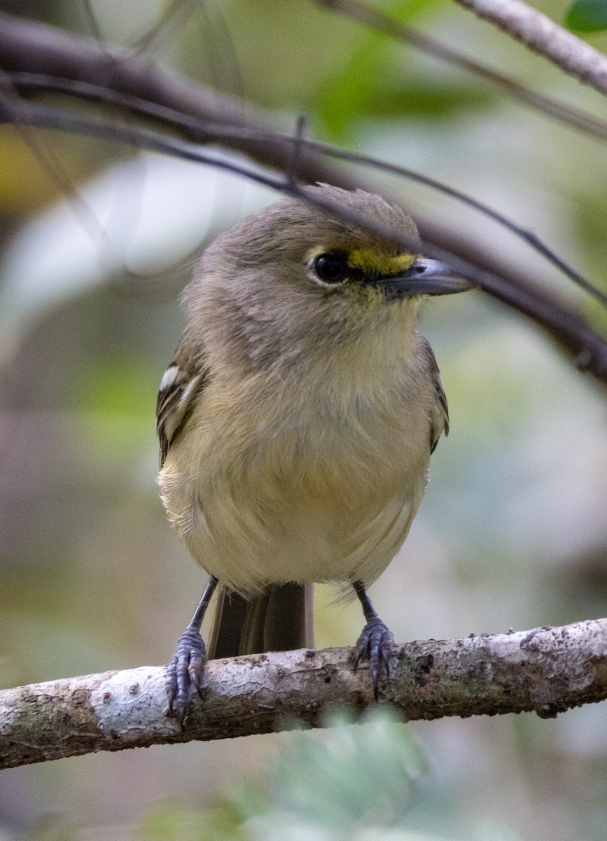 Thick-billed Vireo - ML652140755
