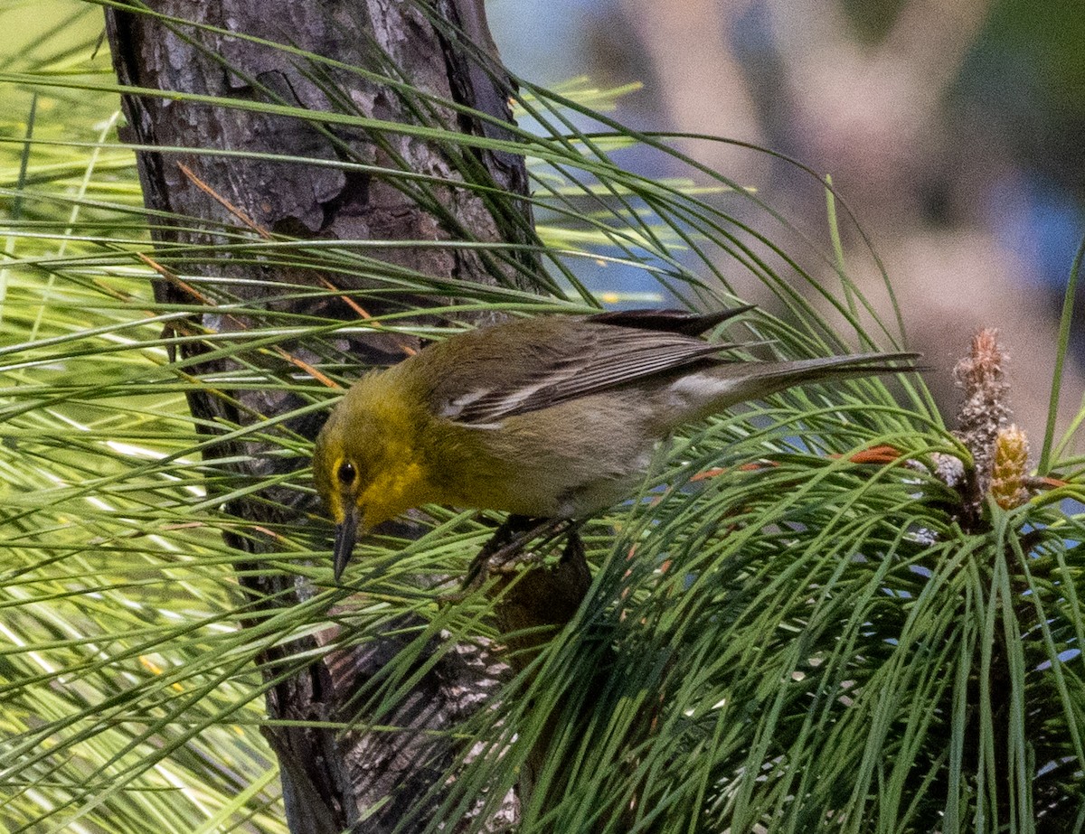 Pine Warbler - ML652140768