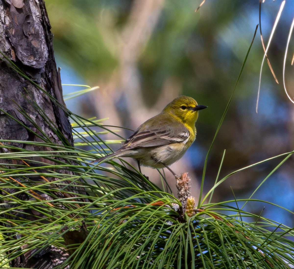 Pine Warbler - ML652140769