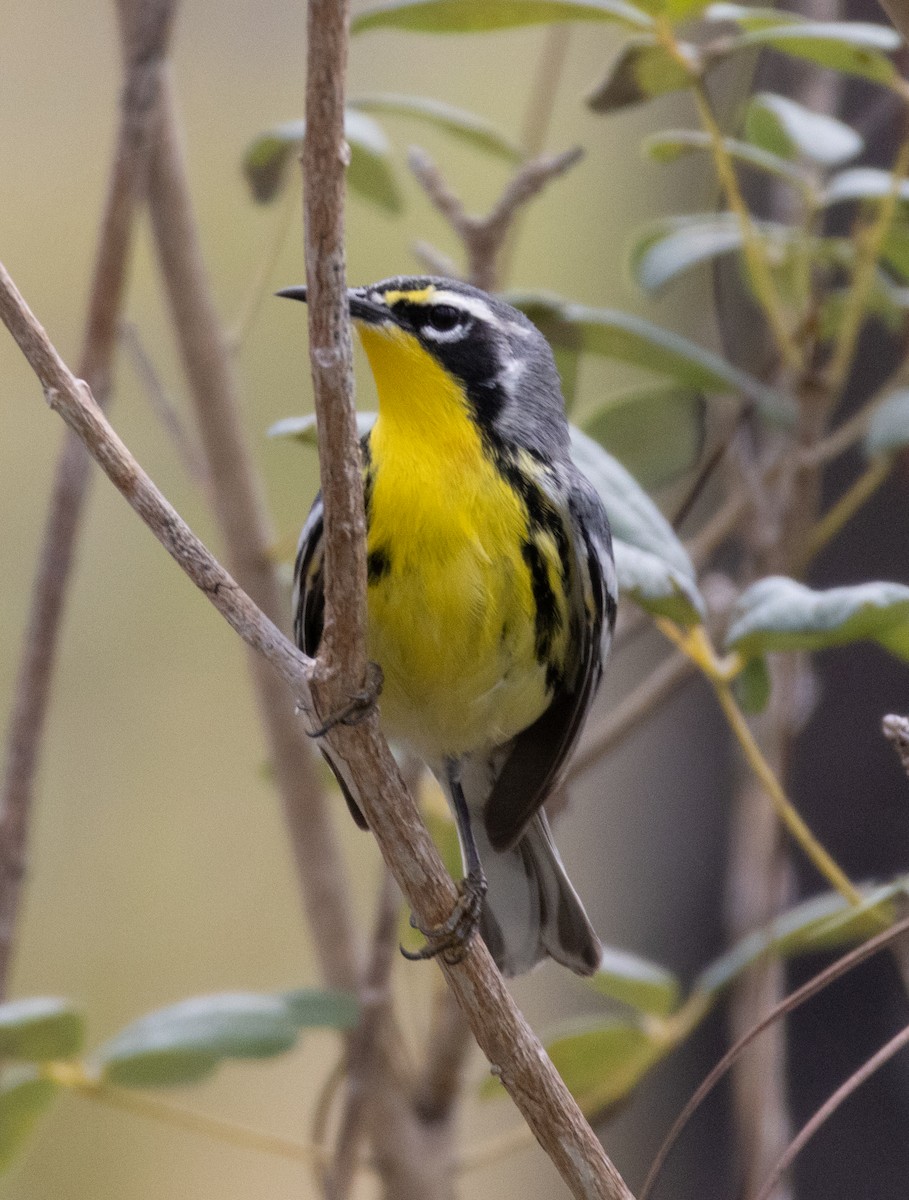 Yellow-throated Warbler - ML652140774