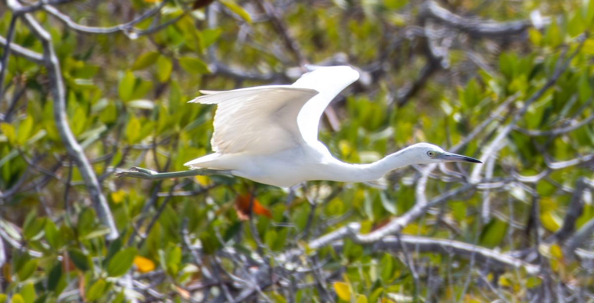 Little Blue Heron - ML652140807