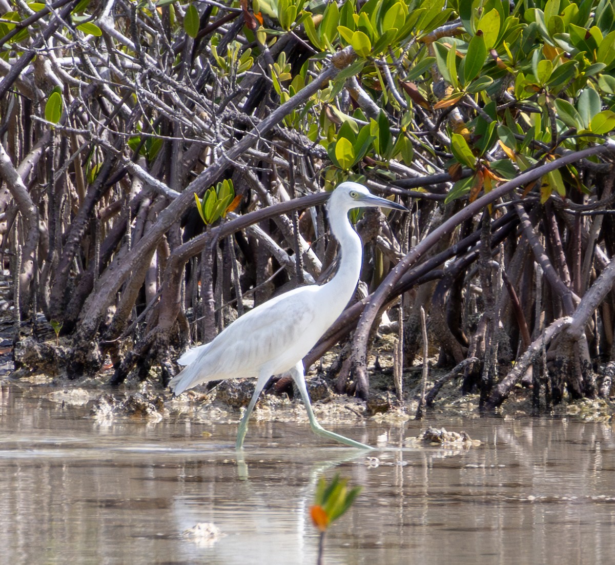 Little Blue Heron - ML652140808